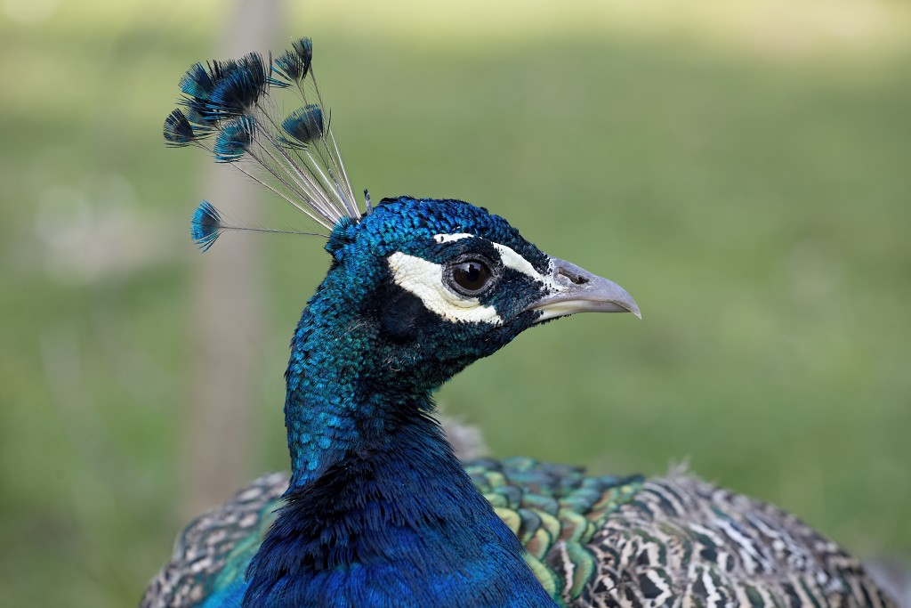 vogels vogel hdr fauna natuur aves zang vliegen vrij